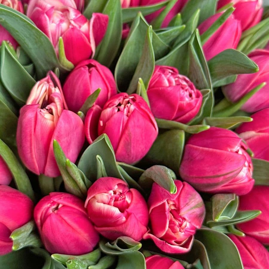 Букет из малиновых Тюльпанов 25 шт «Кардинал»