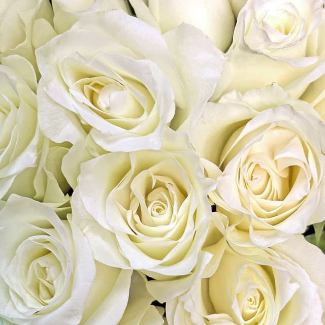 Букет из белых Роз Кения 40 см 25 шт «Айсберг» Букет из белых Роз Кения 40 см 25 шт «Айсберг»