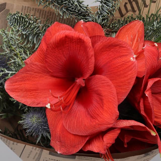 Новогодний букет из Амариллиса и Эрингиума «Рождественский Свет» Новогодний букет из Амариллиса и Эрингиума «Рождественский Свет»