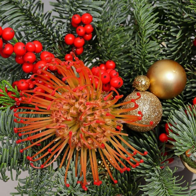 Композиция из Нобилиса, Туи и Леукаспермума в коробке «Путеводная Звезда» Композиция из Нобилиса, Туи и Леукаспермума в коробке «Путеводная Звезда»