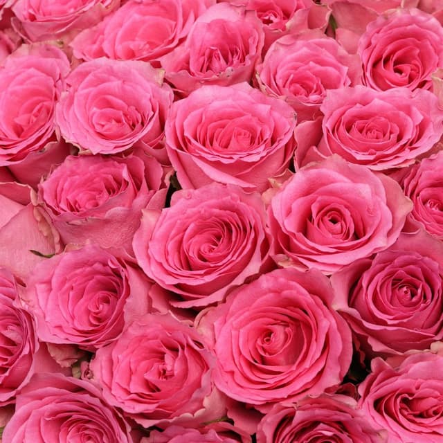 Букет из розовых Роз Кения 60 см 101 шт «Ярче Звезды» Букет из розовых Роз Кения 60 см 101 шт «Ярче Звезды»