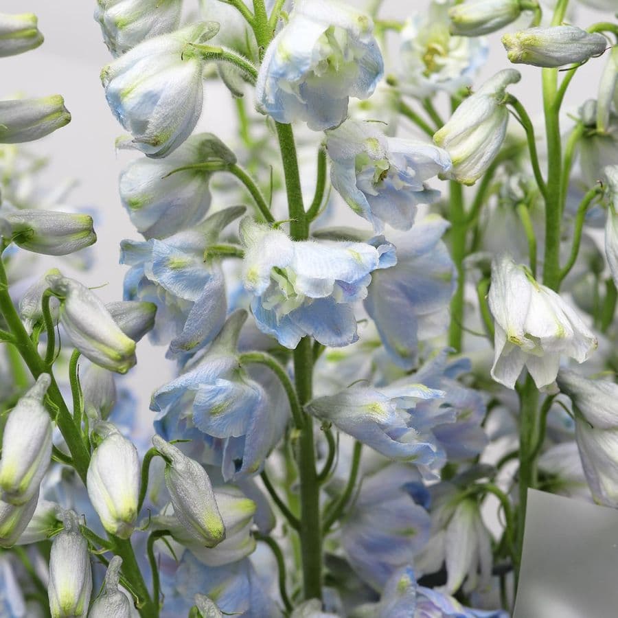 Букет из Дельфиниума 9 шт «Лазурная Нежность»