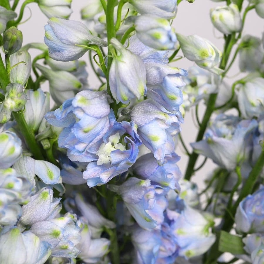 Букет из Дельфиниума 15 шт «Летний Дождь»