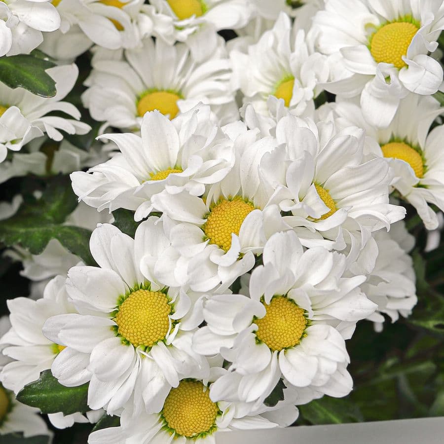 Букет из Белых Хризантем Сантини 9 шт «Верное Сердце»