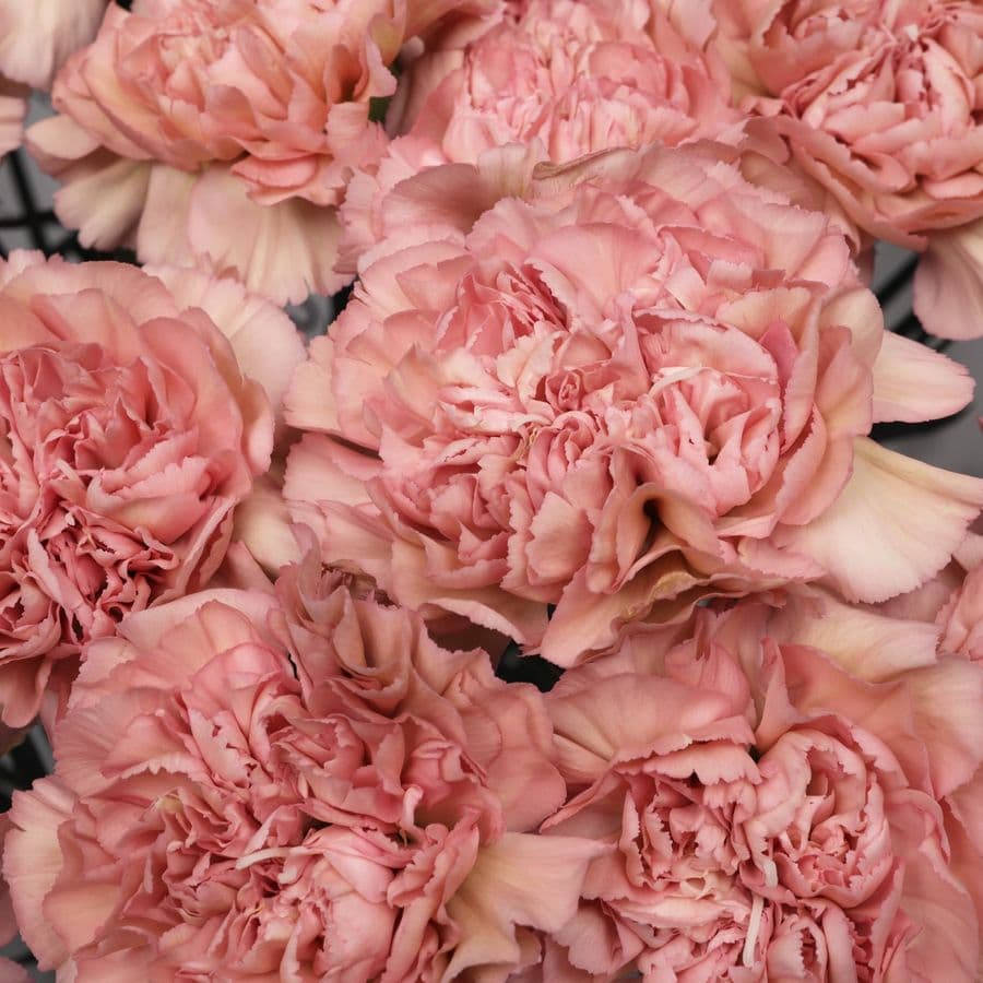 Букет из Пудрово-Розовых Гвоздик 51 шт «Мягкие Объятия»