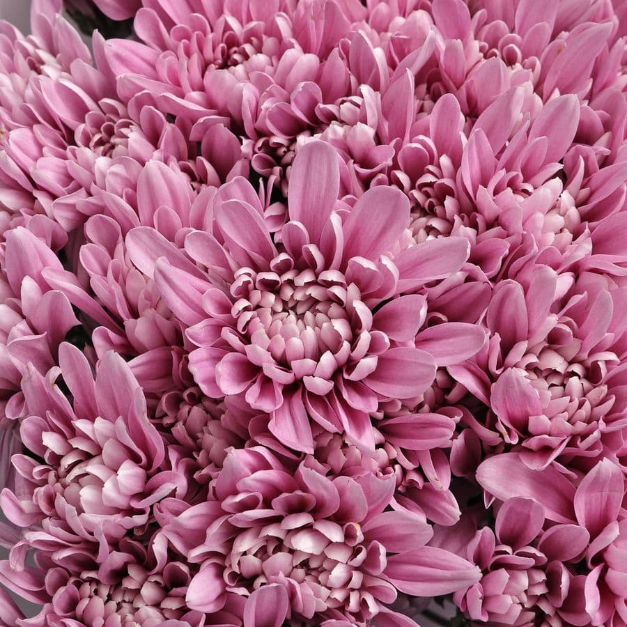 Букет из Сиреневых Кустовых Хризантем 15 шт «Аристократка»