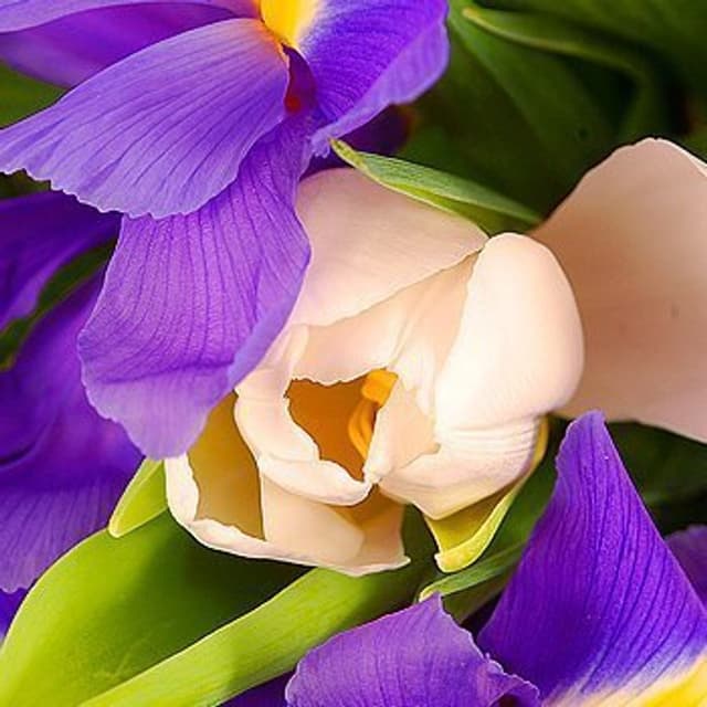 Букет из Тюльпанов и Ирисов «Тайна лугов» Букет из Тюльпанов и Ирисов «Тайна лугов»