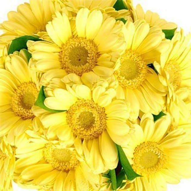 Композиция из Гербер «Кубок из гербер» Композиция из Гербер «Кубок из гербер»