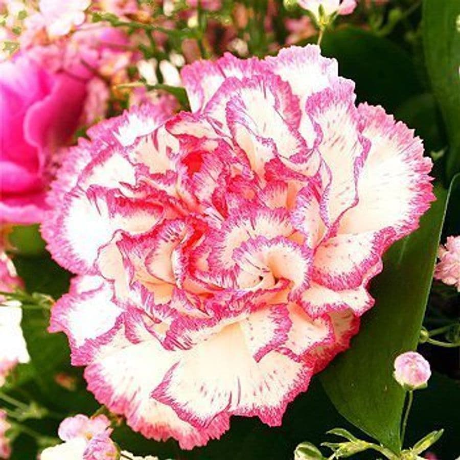 Букет из Гвоздик и Гипсофилы «Настроение Розовых гвоздик»