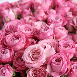 Букет пионовидных Роз «Грезы фламинго» Букет пионовидных Роз «Грезы фламинго»