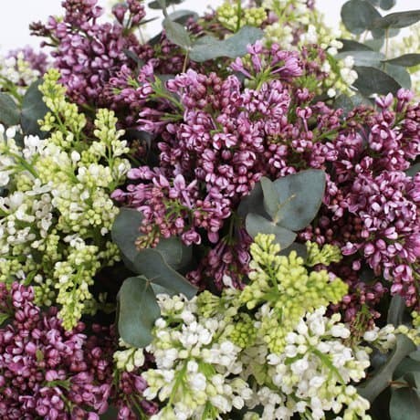 Букет из Сирени «Весенний всплеск» Букет из Сирени «Весенний всплеск»