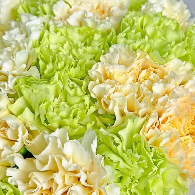 Букет из желтых и зеленых Гвоздик 25 шт «Фисташковый Сорбет» Букет из желтых и зеленых Гвоздик 25 шт «Фисташковый Сорбет»