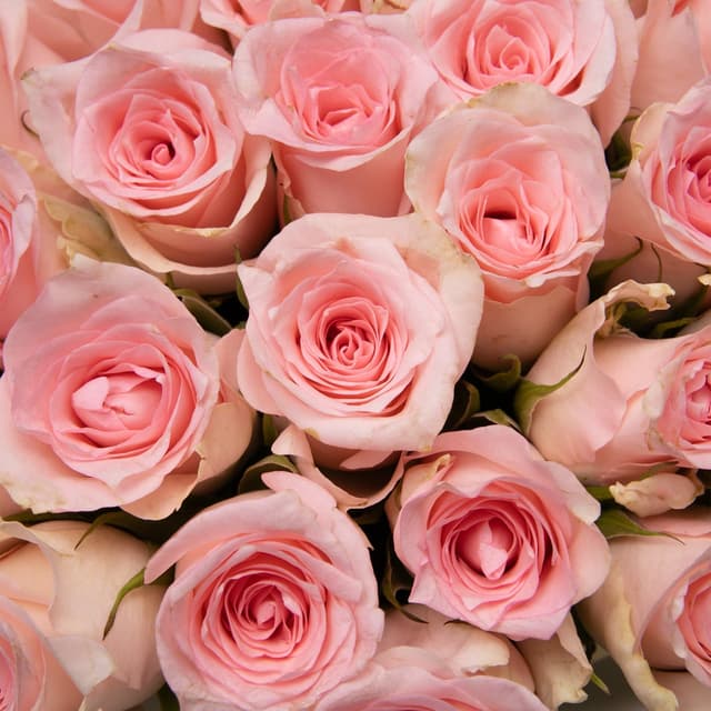 Букет нежно-розовых Роз Кения 40 см 101 шт «Рассветная Дымка» Букет нежно-розовых Роз Кения 40 см 101 шт «Рассветная Дымка»