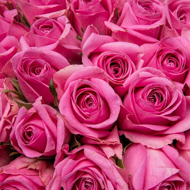 Букет розовых Роз Кения 40 см 101 шт «Всплеск Страсти» Букет розовых Роз Кения 40 см 101 шт «Всплеск Страсти»