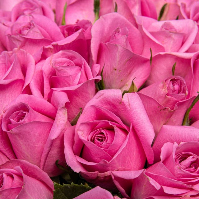 Букет розовых Роз Кения 40 см 51 шт «Любовь к Тебе» Букет розовых Роз Кения 40 см 51 шт «Любовь к Тебе»