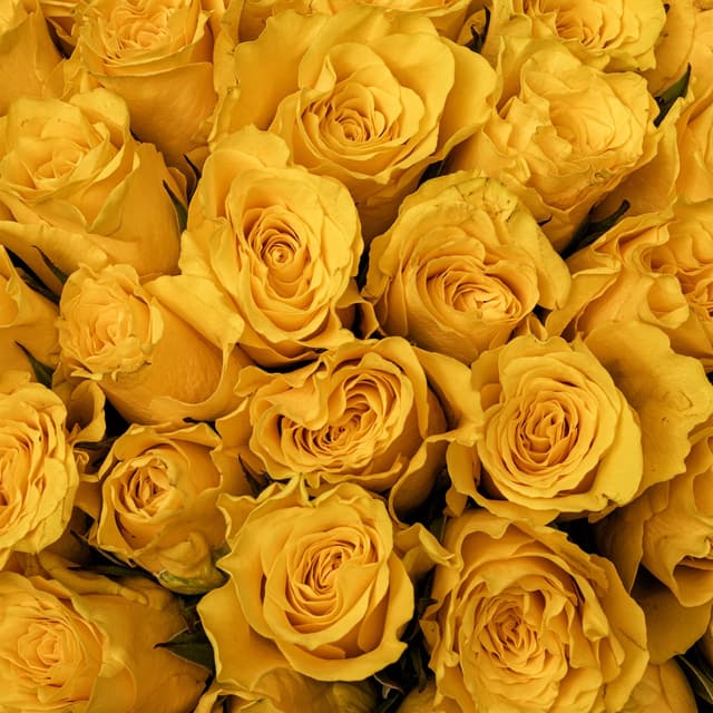 Букет желтых Роз Кения 40 см 101 шт «Сияние Души» Букет желтых Роз Кения 40 см 101 шт «Сияние Души»