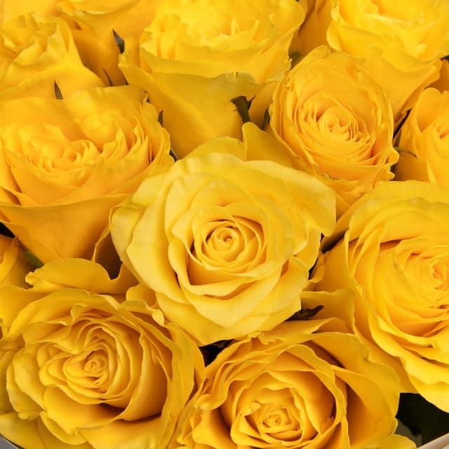 Букет желтых Роз Кения 40 см 31 шт «Солнечный Поцелуй» Букет желтых Роз Кения 40 см 31 шт «Солнечный Поцелуй»