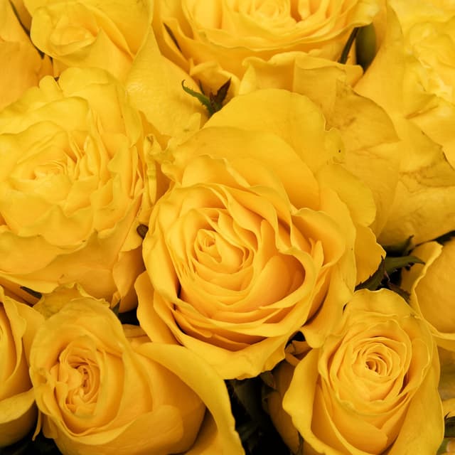 Букет желтых Роз Кения 40 см 51 шт «Лимонный Бархат» Букет желтых Роз Кения 40 см 51 шт «Лимонный Бархат»