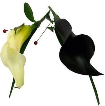 Черная и Белая Калла Черная и Белая Калла