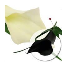 Черная и Белая Калла Черная и Белая Калла