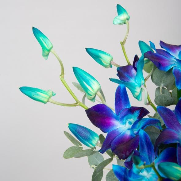 Композиция из синих Орхидей «Звездная Ночь» в коробке Композиция из синих Орхидей «Звездная Ночь» в коробке