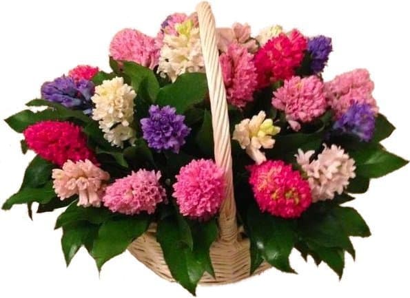 Композиция из Гиацинтов в корзине «Весна» Композиция из Гиацинтов в корзине «Весна»