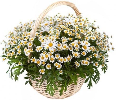 Композиция из полевых и одноголовых Ромашек в корзине «Ромашковый сад» Композиция из полевых и одноголовых Ромашек в корзине «Ромашковый сад»