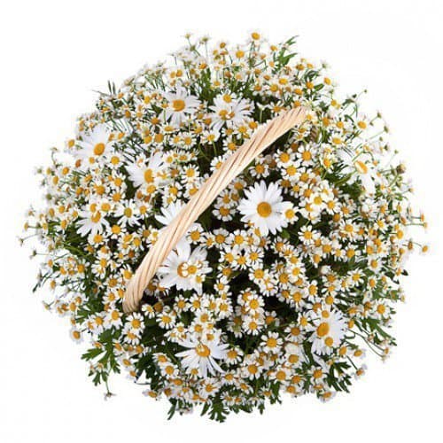 Композиция из полевых и одноголовых Ромашек в корзине «Ромашковый сад» Композиция из полевых и одноголовых Ромашек в корзине «Ромашковый сад»