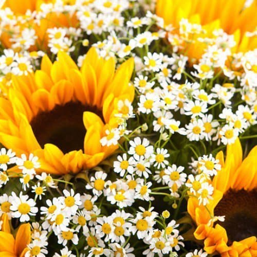 Композиция из Ромашек и Подсолнухов в корзине «Лучезарная корзина» Композиция из Ромашек и Подсолнухов в корзине «Лучезарная корзина»