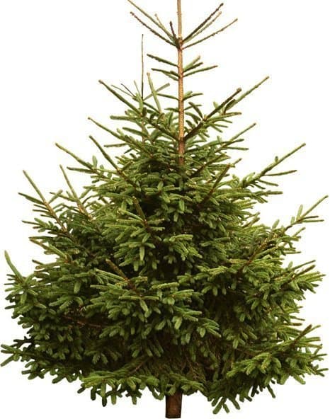 Новогодняя Ель «Отечественная» Новогодняя Ель «Отечественная»