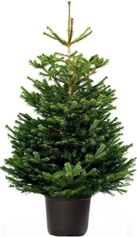 Новогодняя Пихта в горшке «Нордман» Новогодняя Пихта в горшке «Нордман»