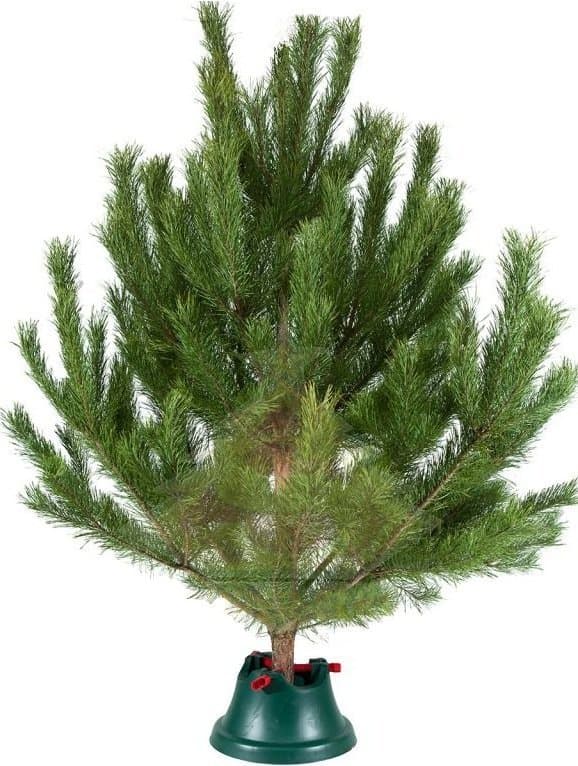 Новогодняя Сосна «Отечественная» Новогодняя Сосна «Отечественная»