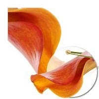 Оранжевая Калла Оранжевая Калла