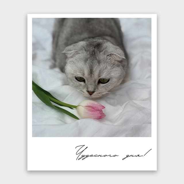 Открытка-фотокарточка «Чудесного дня!» Открытка-фотокарточка «Чудесного дня!»