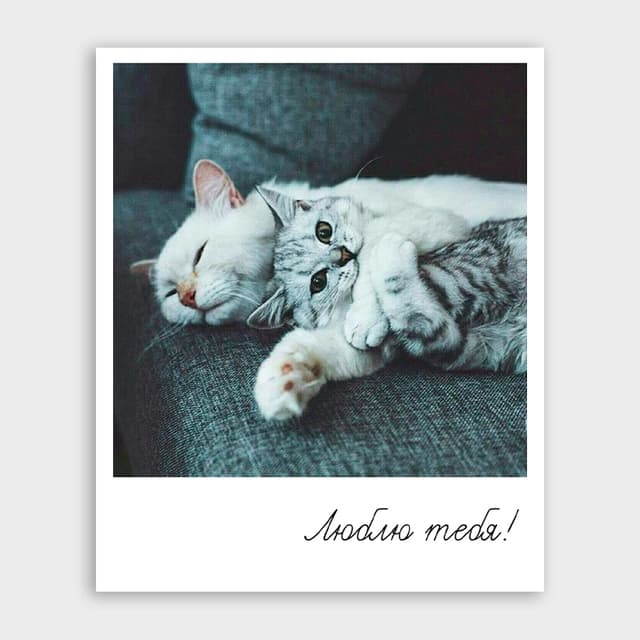 Открытка-фотокарточка с котиками «Люблю тебя» Открытка-фотокарточка с котиками «Люблю тебя»