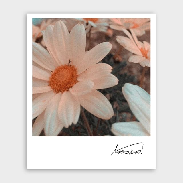 Открытка-фотокарточка с ромашками «Люблю!» Открытка-фотокарточка с ромашками «Люблю!»