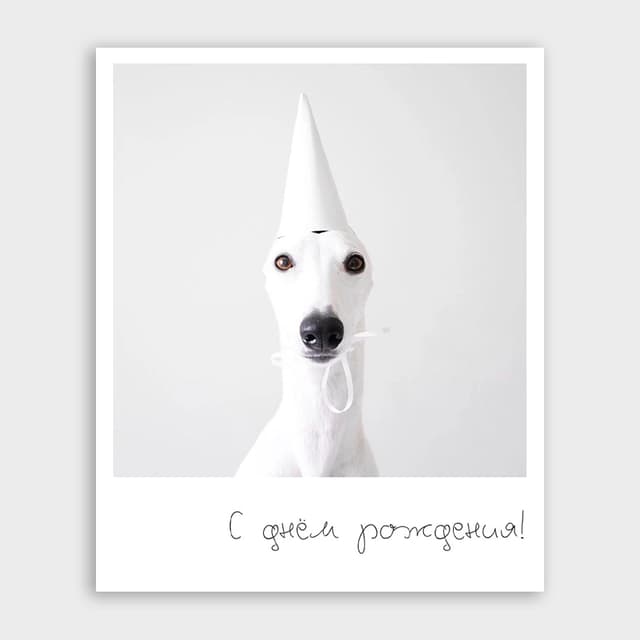 Открытка-фотокарточка с собачкой «С днём рождения!» Открытка-фотокарточка с собачкой «С днём рождения!»