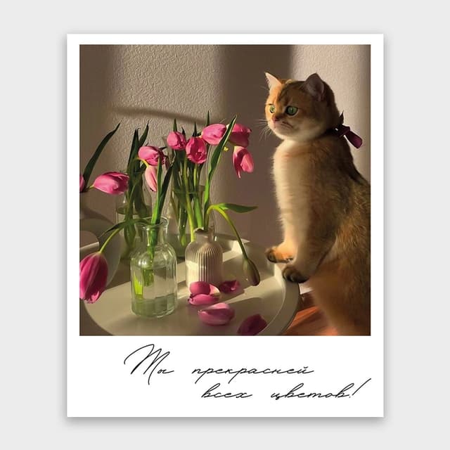 Открытка-фотокарточка «Ты прекрасней всех цветов!» Открытка-фотокарточка «Ты прекрасней всех цветов!»