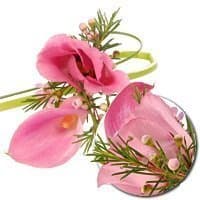 Розовый цвет Розовый цвет