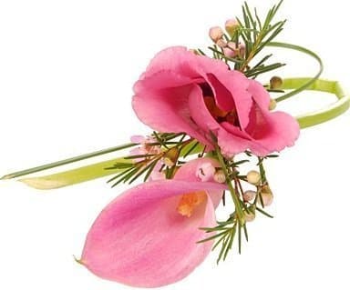 Розовый цвет Розовый цвет