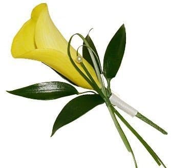 Желтая Калла Желтая Калла