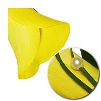 Желтая Калла Желтая Калла